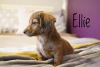 Ellie , a female Dachshund for sale in Newport, PA – Photo 5 of 5