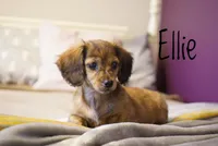 Ellie , a female Dachshund for sale in Newport, PA – Photo 3 of 5