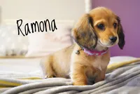 Ramona, a female Dachshund for sale in Newport, PA – Photo 6 of 6