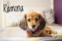 Ramona, a female Dachshund for sale in Newport, PA – Photo 3 of 6