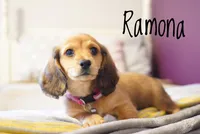 Ramona, a female Dachshund for sale in Newport, PA – Photo 4 of 6
