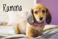 Ramona, a female Dachshund for sale in Newport, PA – Photo 2 of 6