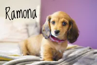 Ramona, a female Dachshund for sale in Newport, PA – Photo 5 of 6