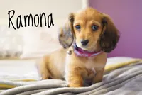 Ramona, a female Dachshund for sale in Newport, PA – Photo 1 of 6