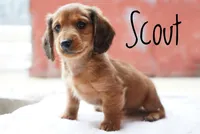 Scout, a male Dachshund for sale in Newport, PA – Photo 4 of 4