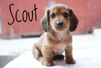 Scout, a male Dachshund for sale in Newport, PA – Photo 2 of 4