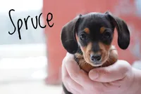 Spruce , a male Miniature Dachshund for sale in Newport, PA – Photo 3 of 3