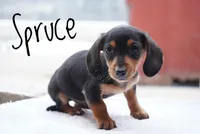 Spruce , a male Miniature Dachshund for sale in Newport, PA – Photo 2 of 3