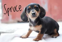 Spruce , a male Miniature Dachshund for sale in Newport, PA – Photo 1 of 3