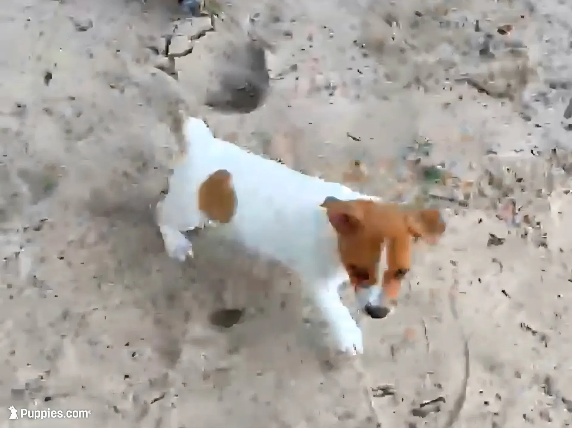 Cleo, a female Jack Russell Terrier for sale in Leesburg, FL – 1 of 5