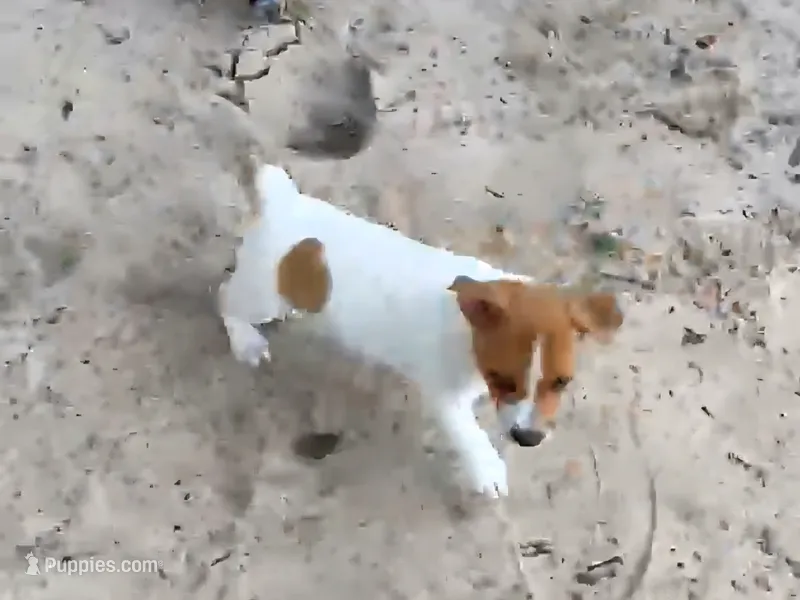 Cleo – Jack Russell Terrier puppy for sale in Leesburg, FL