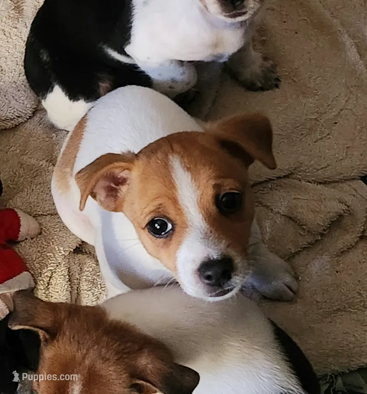 Cleo – Jack Russell Terrier puppy for sale in Leesburg, FL