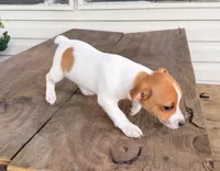 Cleo, a female Jack Russell Terrier for sale in Leesburg, FL – 2 of 5