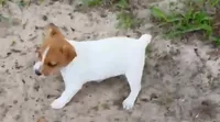 Cleo, a female Jack Russell Terrier for sale in Leesburg, FL – 3 of 5