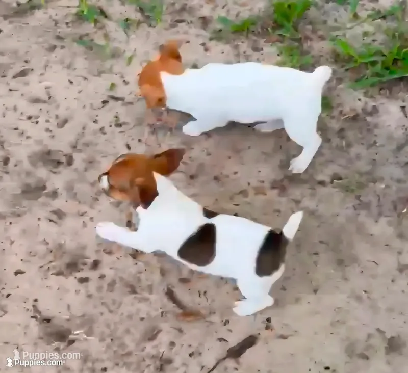 Sadie – Jack Russell Terrier puppy for sale in Leesburg, FL