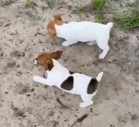Sadie, a female Jack Russell Terrier for sale in Leesburg, FL – 2 of 6