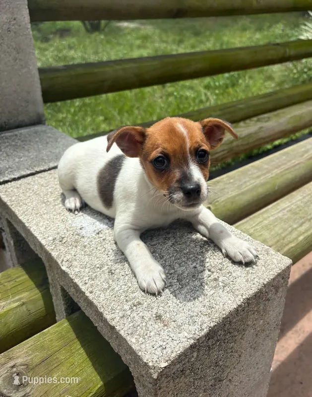 Sadie – Jack Russell Terrier puppy for sale in Leesburg, FL