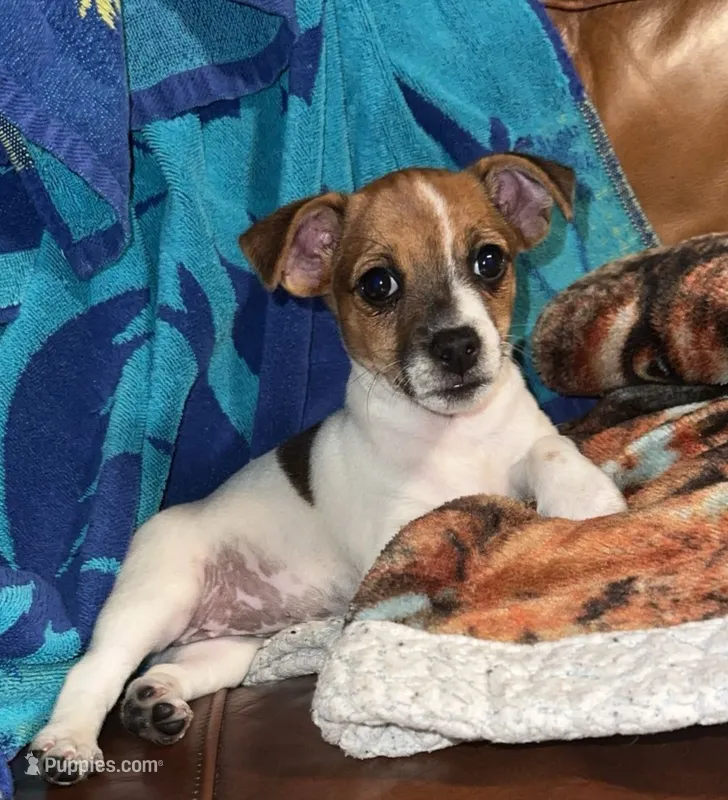 Sadie – Jack Russell Terrier puppy for sale in Leesburg, FL