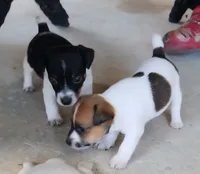 Oreo, a female Jack Russell Terrier for sale in Leesburg, FL – 4 of 6
