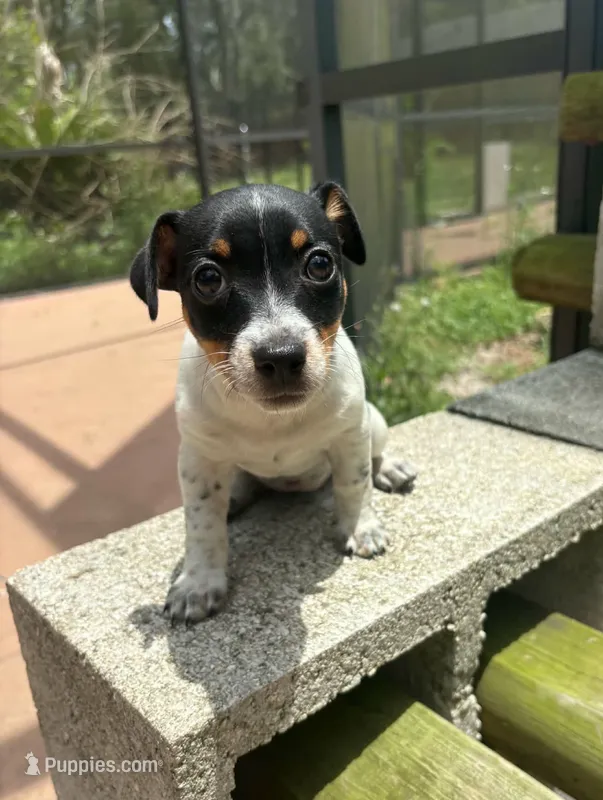 Oreo – Jack Russell Terrier puppy for sale in Leesburg, FL