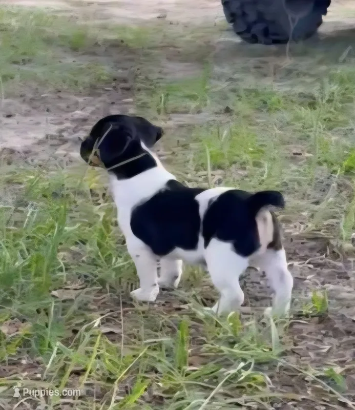 Oreo – Jack Russell Terrier puppy for sale in Leesburg, FL
