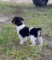 Oreo, a female Jack Russell Terrier for sale in Leesburg, FL – 1 of 6
