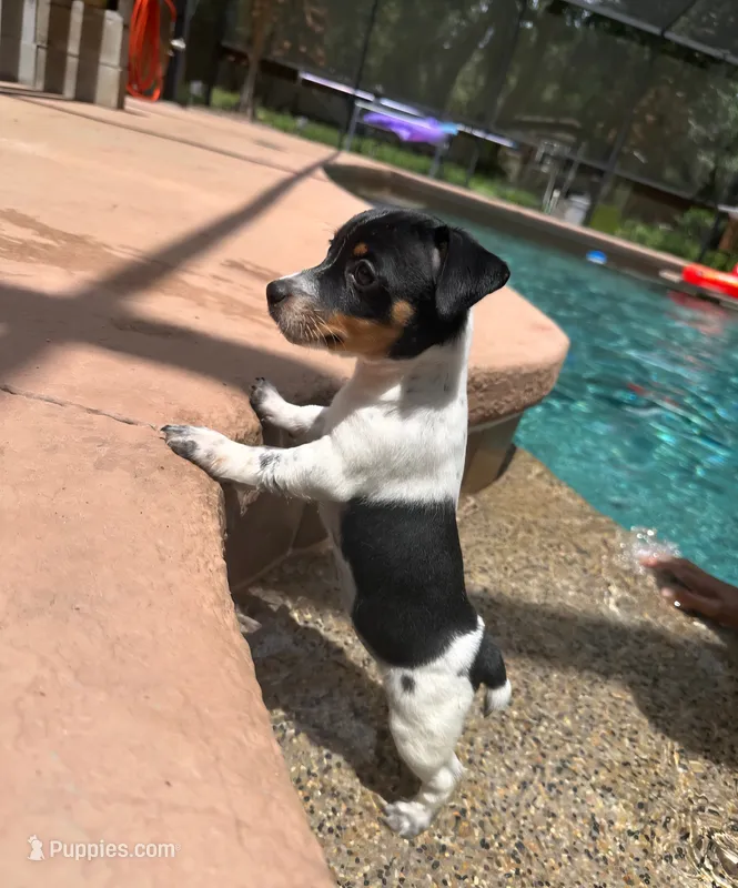 Oreo – Jack Russell Terrier puppy for sale in Leesburg, FL