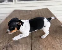 Oreo, a female Jack Russell Terrier for sale in Leesburg, FL – 6 of 6