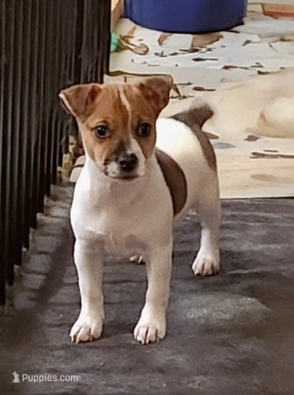 Sadie – Jack Russell Terrier puppy for sale in Leesburg, FL