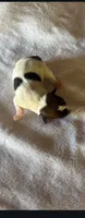Sadie, a female Jack Russell Terrier for sale in Leesburg, FL – 5 of 6