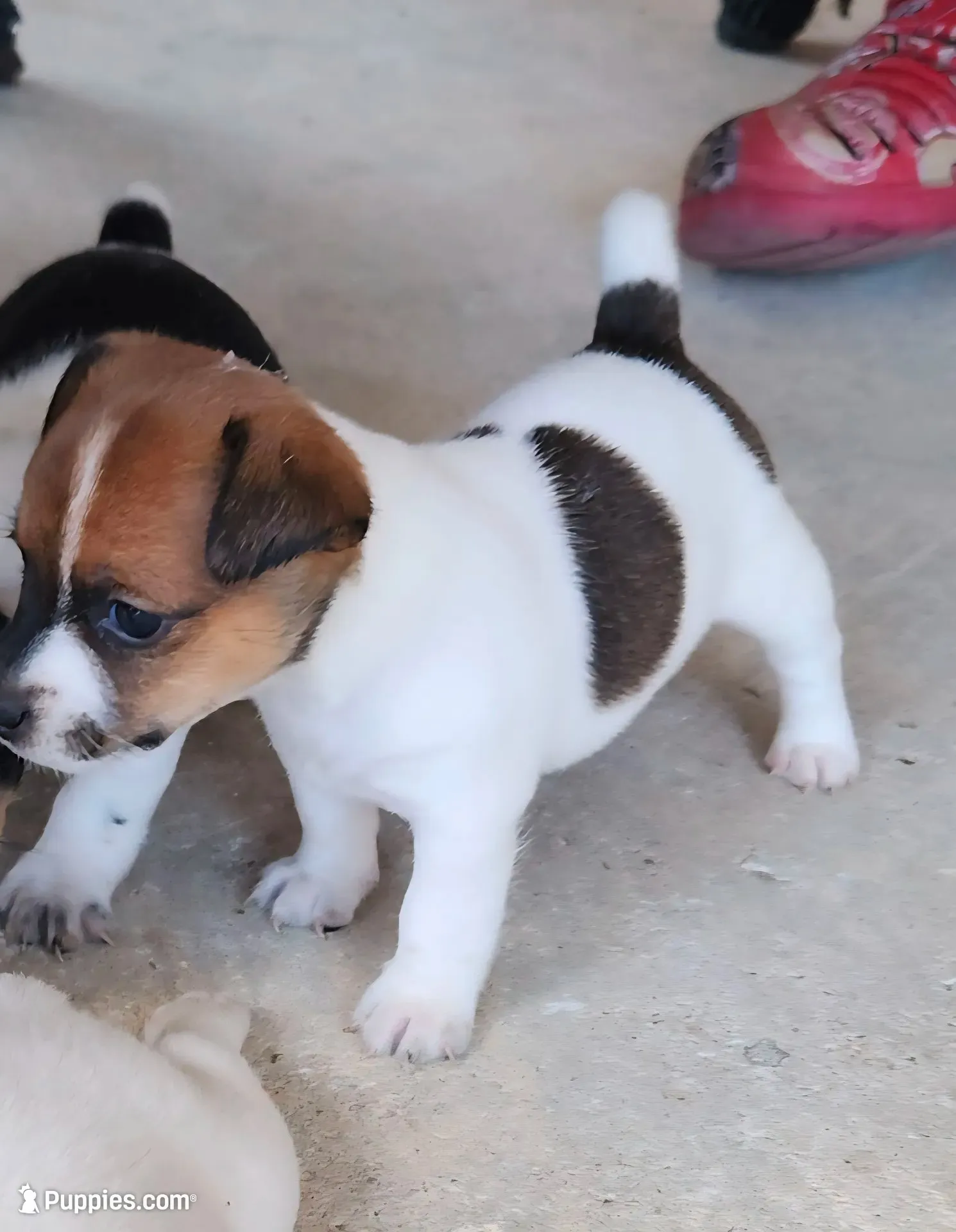 Sadie, a female Jack Russell Terrier for sale in Leesburg, FL – 4 of 6