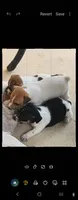 Cleo, a female Jack Russell Terrier for sale in Leesburg, FL – 4 of 5