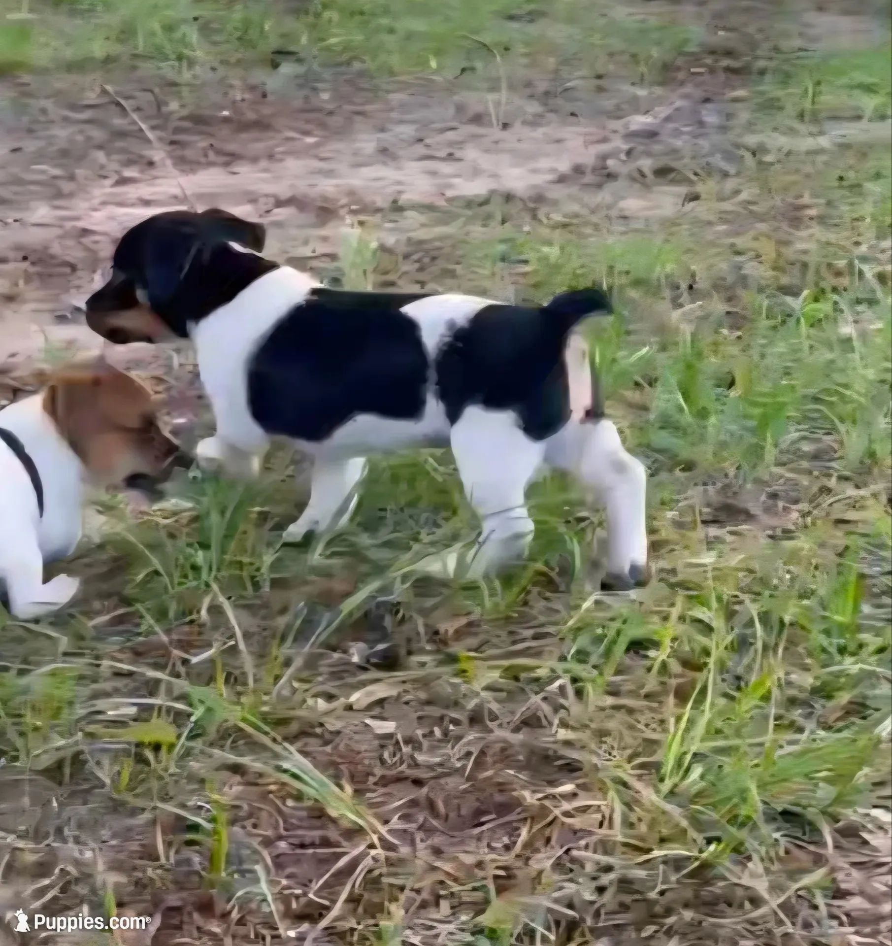 Oreo, a female Jack Russell Terrier for sale in Leesburg, FL – 3 of 6