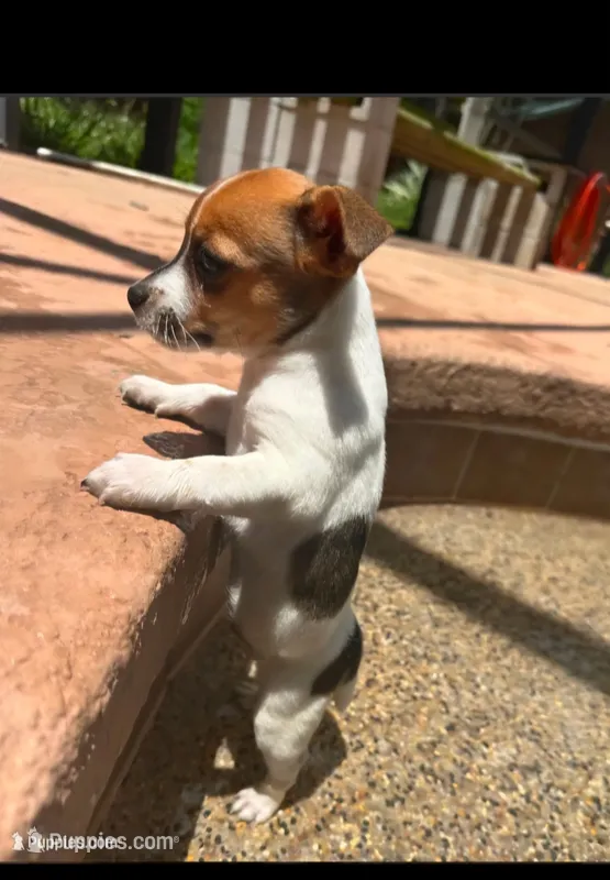 Sadie – Jack Russell Terrier puppy for sale in Leesburg, FL