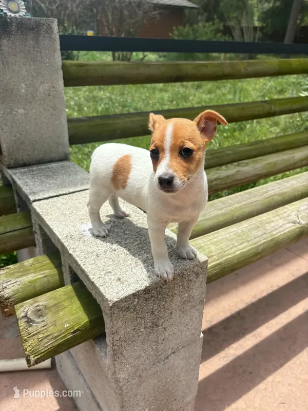 Cleo – Jack Russell Terrier puppy for sale in Leesburg, FL