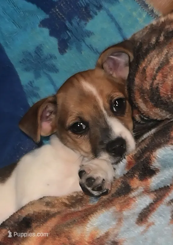 Sadie – Jack Russell Terrier puppy for sale in Leesburg, FL