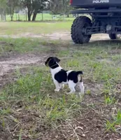 Oreo, a female Jack Russell Terrier for sale in Leesburg, FL – 2 of 6