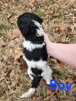 Morgan, a male Poodle - Multi-Colored Standard for sale in Benton, AR – Photo 5 of 6