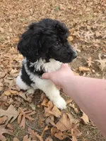 Morgan, a male Poodle - Multi-Colored Standard for sale in Benton, AR – Photo 2 of 6