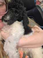 Morgan, a male Poodle - Multi-Colored Standard for sale in Benton, AR – 9 of 10
