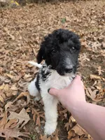 Morgan, a male Poodle - Multi-Colored Standard for sale in Benton, AR – Photo 4 of 6