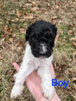 Morgan, a male Poodle - Multi-Colored Standard for sale in Benton, AR – Photo 3 of 6