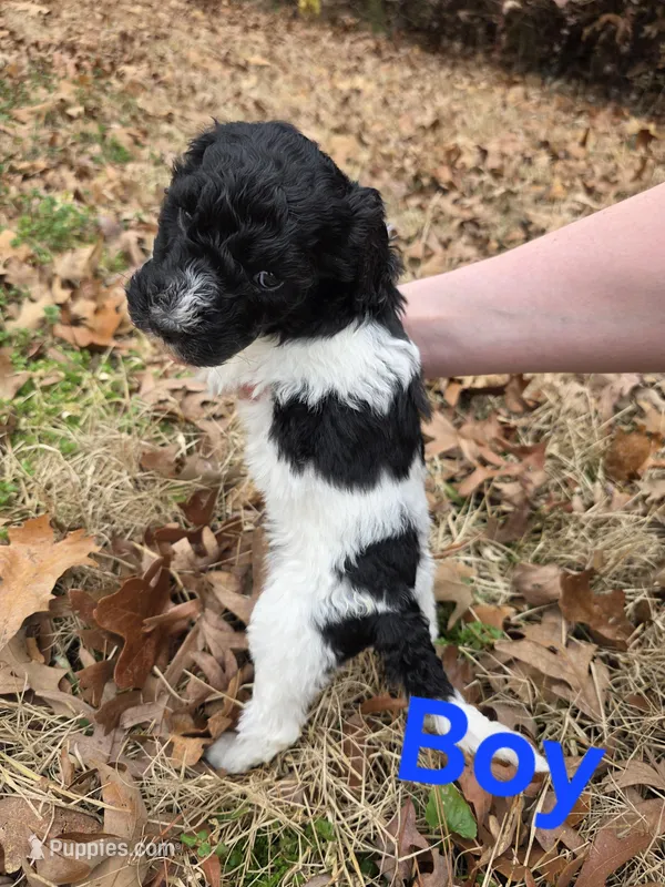 Morgan – Poodle - Multi-Colored Standard puppy for sale in Benton, AR