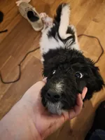 Morgan, a male Poodle - Multi-Colored Standard for sale in Benton, AR – 7 of 10
