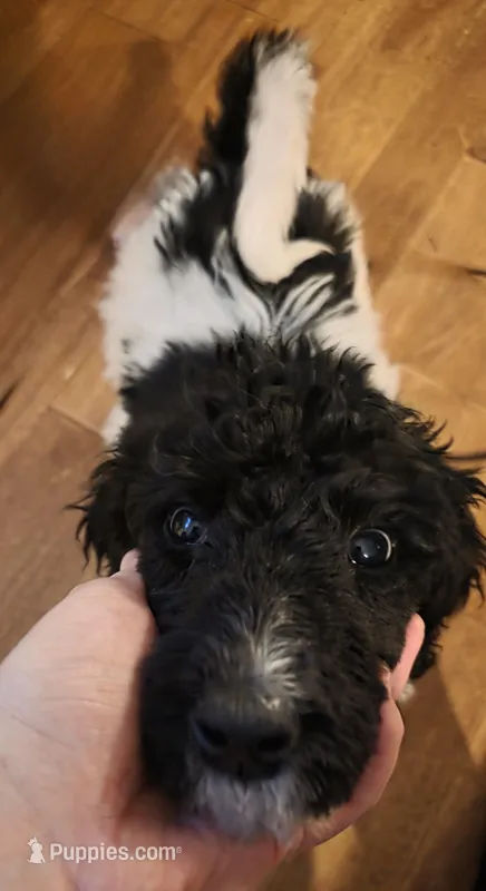 Morgan – Poodle - Multi-Colored Standard puppy for sale in Benton, AR