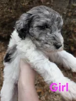 Ella, a female Poodle - Multi-Colored Standard for sale in Benton, AR – Photo 6 of 6