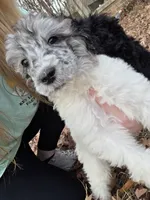 Ella, a female Poodle - Multi-Colored Standard for sale in Benton, AR – Photo 3 of 6