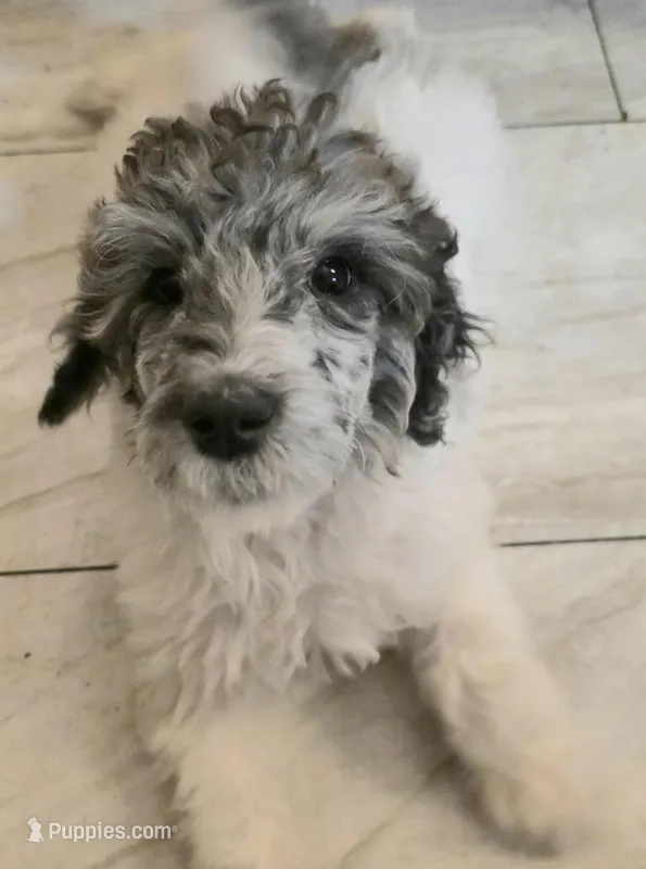 Ella – Poodle - Multi-Colored Standard puppy on hold in Benton, AR