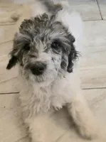 Ella, a female Poodle - Multi-Colored Standard for sale in Benton, AR – Photo 1 of 6