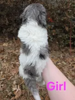 Ella, a female Poodle - Multi-Colored Standard for sale in Benton, AR – Photo 5 of 6